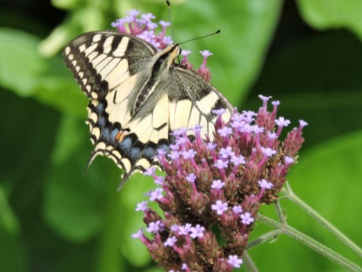 Swallowtail Butterfly